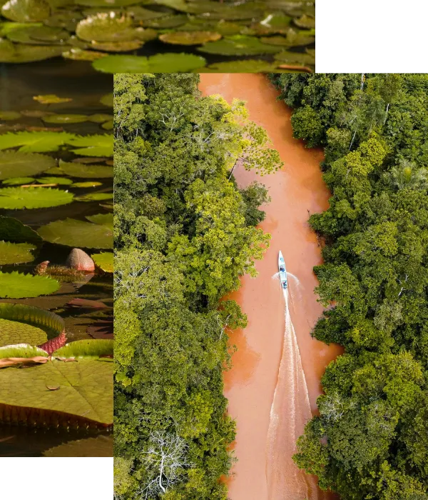 Amazon Luxury