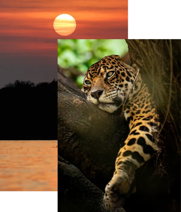 Pantanal Luxury
